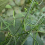Tassadia subulata florida (27)