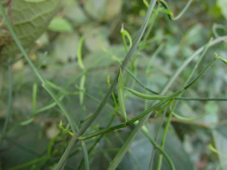 Tassadia subulata florida (27)