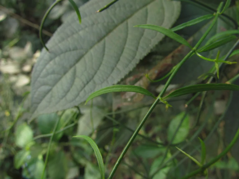 Tassadia subulata florida (25)