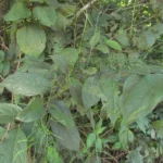 Tassadia subulata florida (23)
