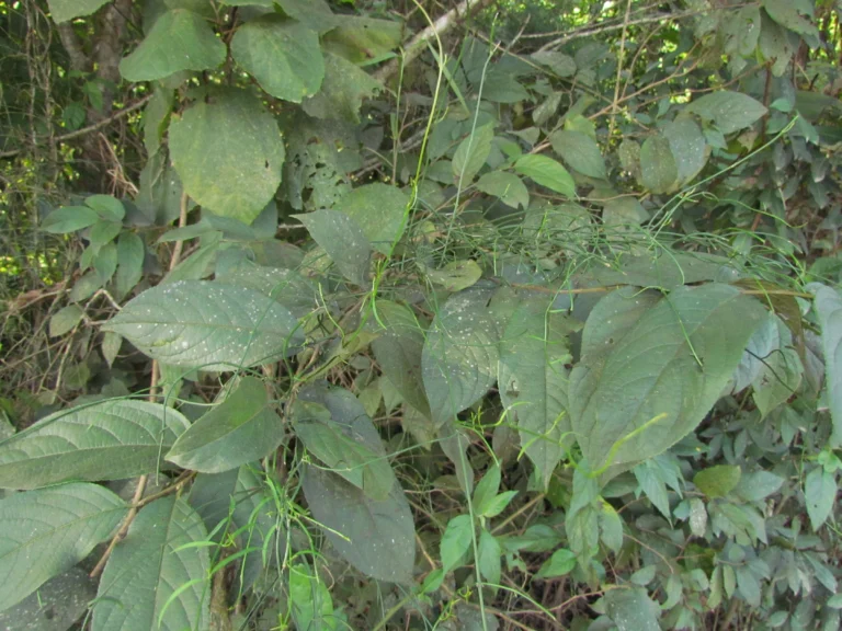 Tassadia subulata florida (23)