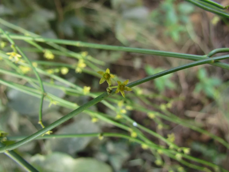 Tassadia subulata florida (20)