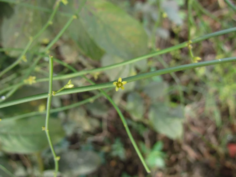 Tassadia subulata florida (15)