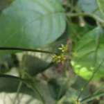 Tassadia subulata florida (16)
