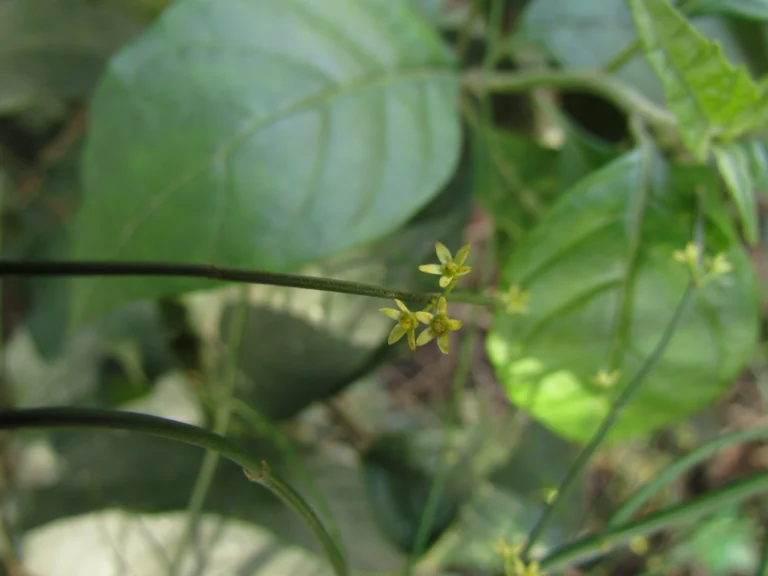 Tassadia subulata florida (16)