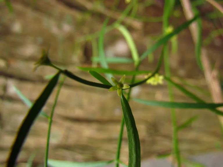Tassadia subulata florida (11)