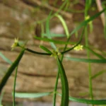 Tassadia subulata florida (10)