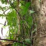 Tassadia subulata florida (7)