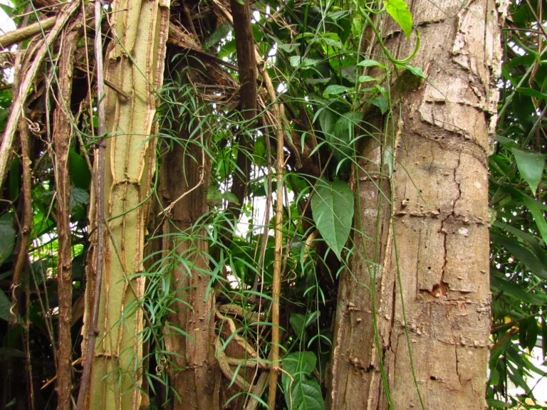 Tassadia subulata florida (6)
