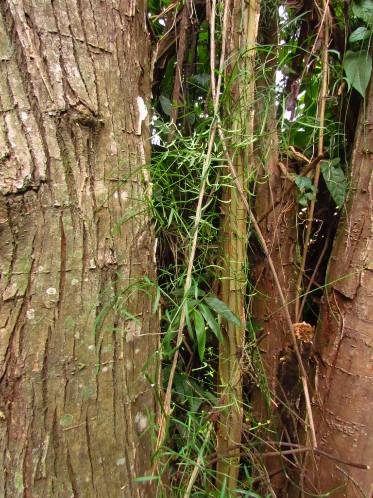 Tassadia subulata florida (1)