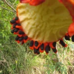 Tabernaemontana catharinensis (32)