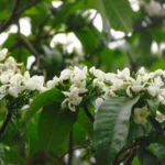 Tabernaemontana catharinensis (26)