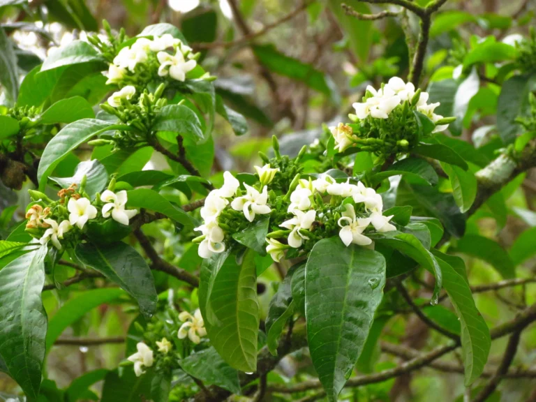 Tabernaemontana catharinensis (22)