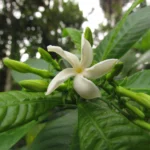 Tabernaemontana catharinensis (12)
