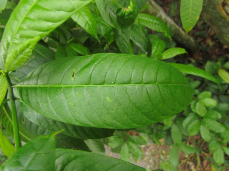 Tabernaemontana catharinensis (8)