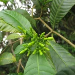 Tabernaemontana catharinensis (6)