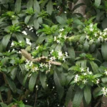 Tabernaemontana catharinensis (3)