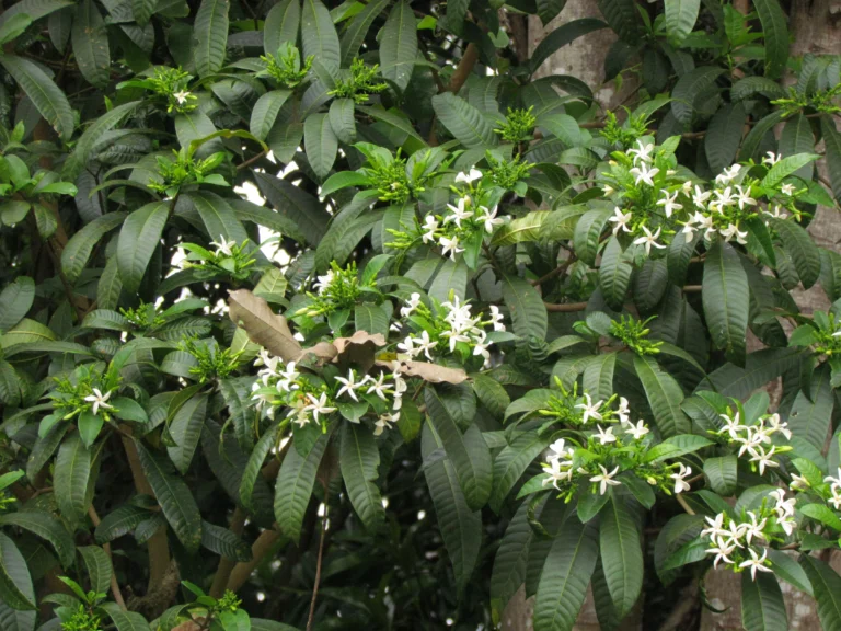 Tabernaemontana catharinensis (3)