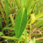 Rhabdadenia madida (11)