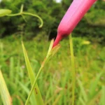 Rhabdadenia madida (9)