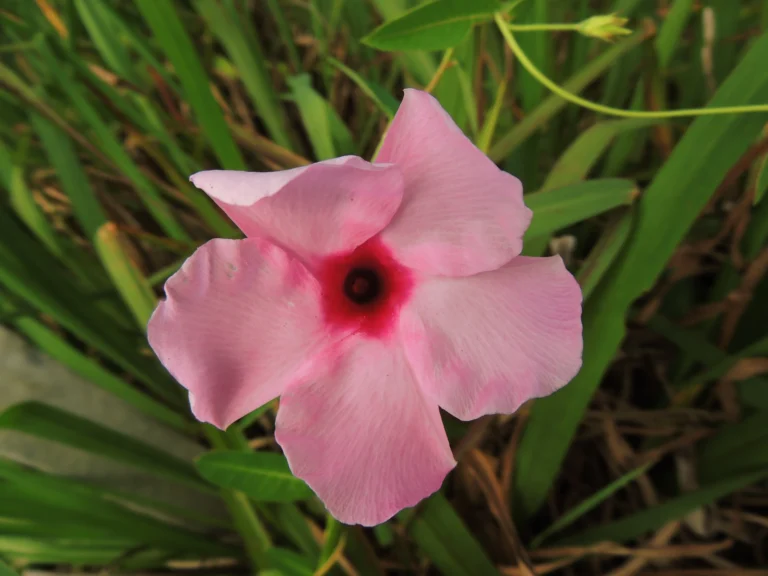Rhabdadenia madida (1)