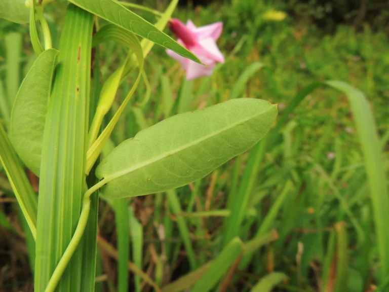 Rhabdadenia madida (4)