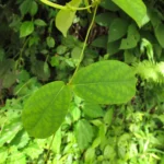 Prestonia coalita (28)