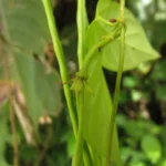 Prestonia coalita (26)