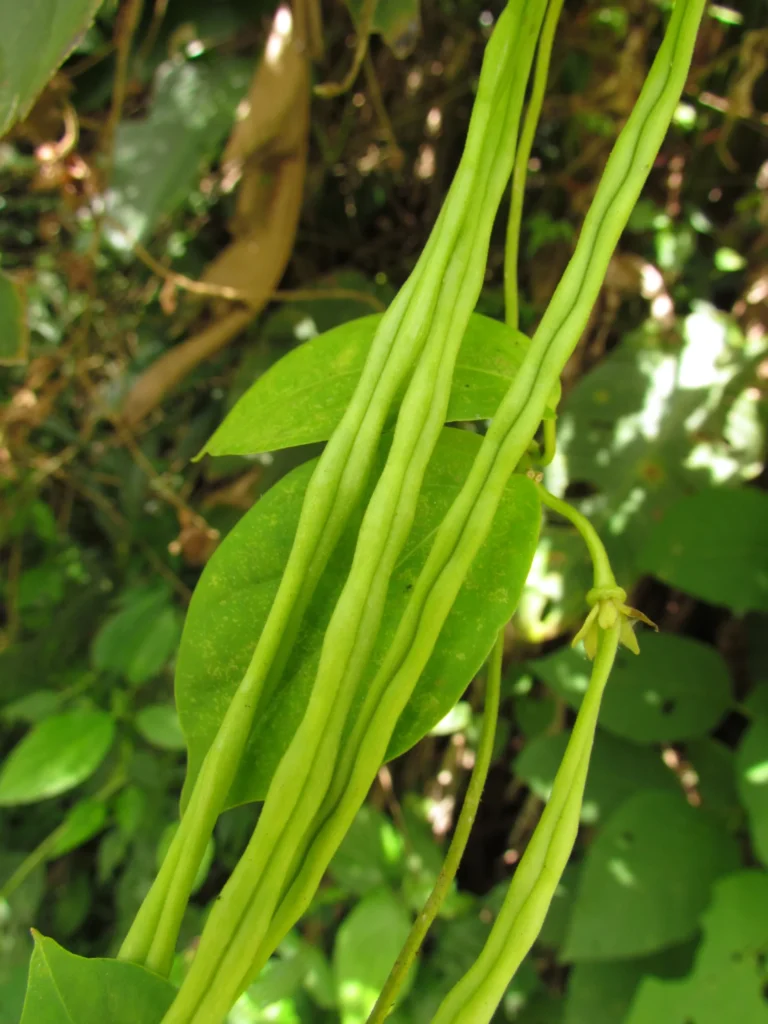 Prestonia coalita (24)