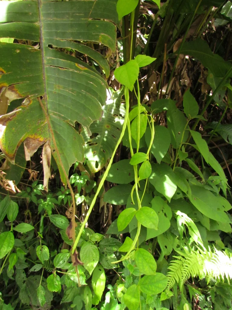 Prestonia coalita (23)