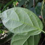Prestonia coalita (13)