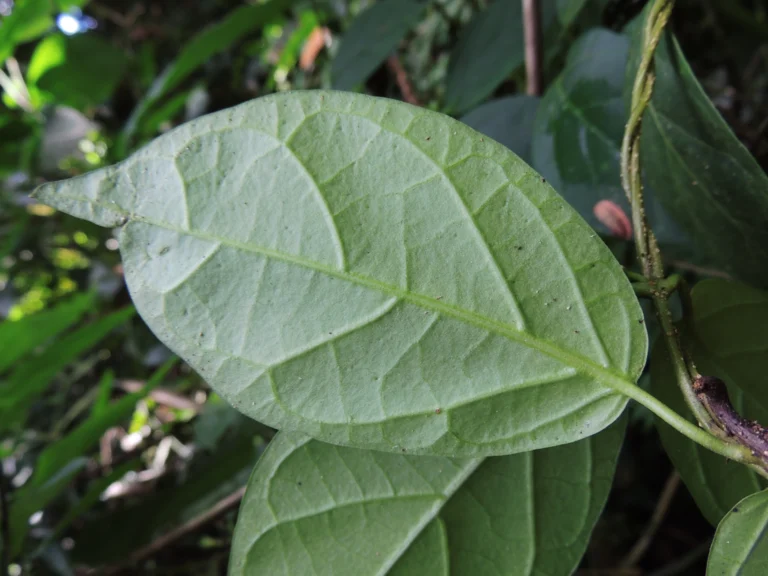 Prestonia coalita (13)