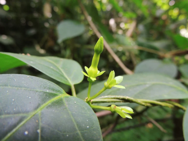 Prestonia coalita (12)