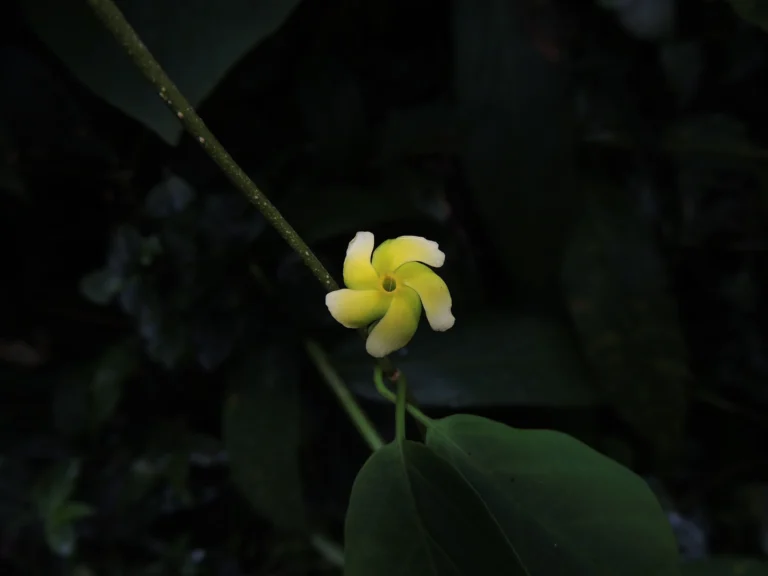 Prestonia coalita (4)