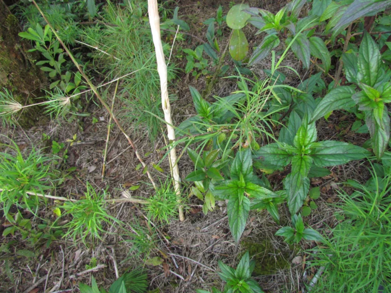Peplonia axillaris (20)