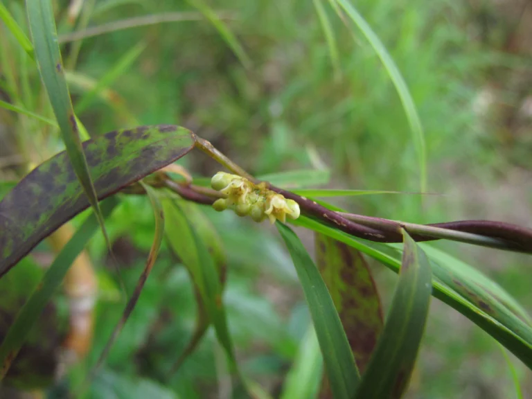 Peplonia axillaris (22)