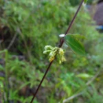 Peplonia axillaris (13)