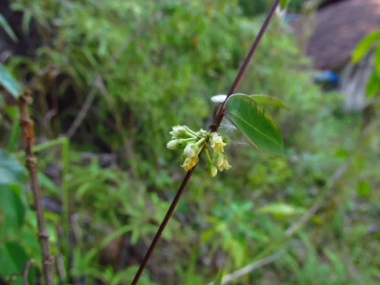 Peplonia axillaris (13)