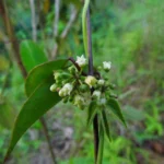 Peplonia axillaris (12)