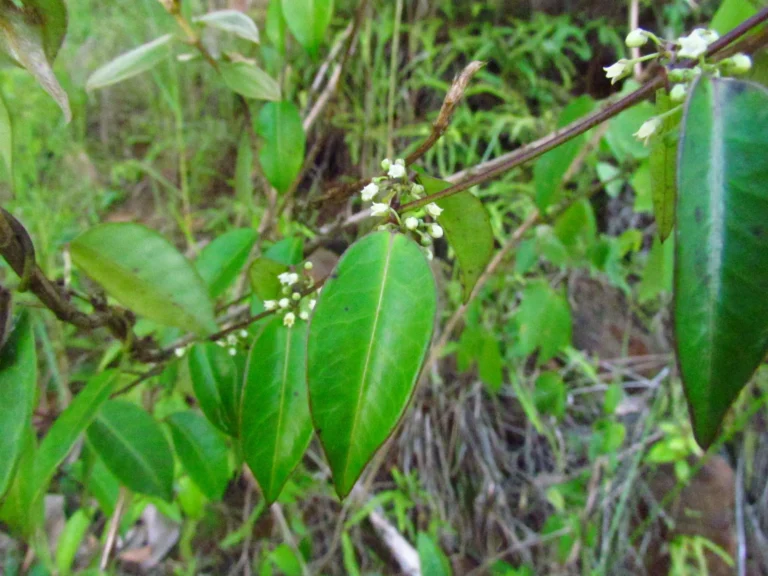 Peplonia axillaris (7)