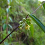 Peplonia axillaris (1)