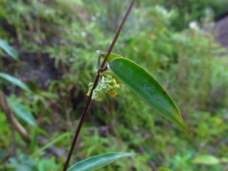 Peplonia axillaris (2)
