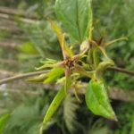 Oxypetalum wightianum (40)