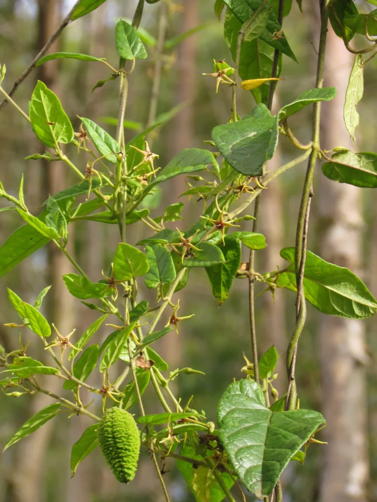 Oxypetalum wightianum (35)