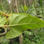 Oxypetalum wightianum (32)