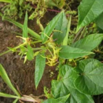 Oxypetalum wightianum (30)
