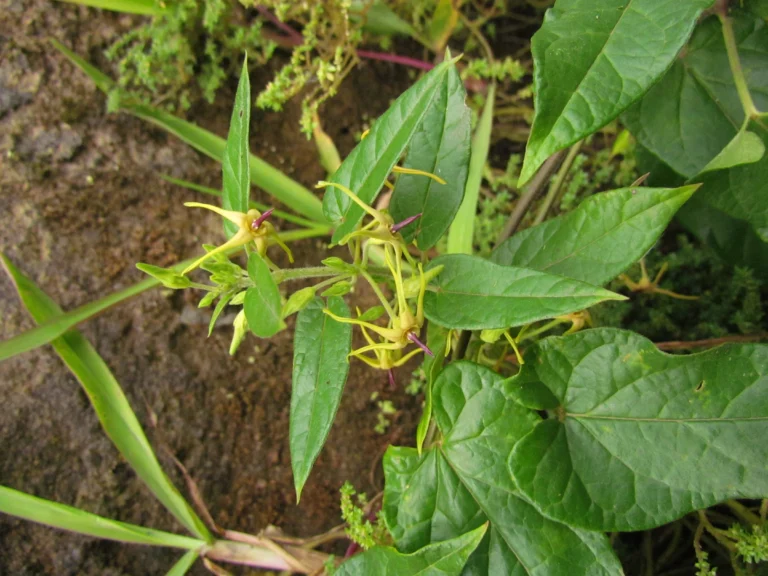 Oxypetalum wightianum (30)