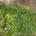 Oxypetalum wightianum (19)