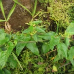 Oxypetalum wightianum (21)