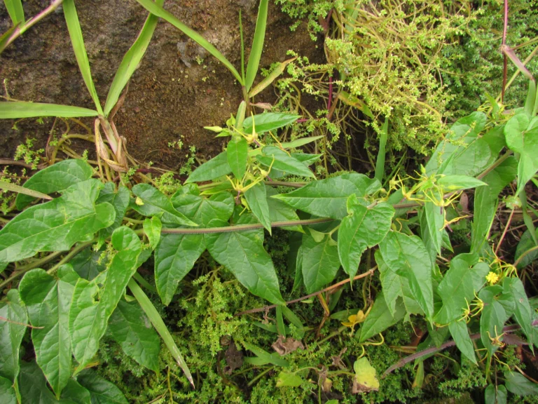 Oxypetalum wightianum (21)